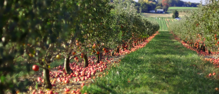 Optimisez votre production de pommes avec l'irrigation de précision