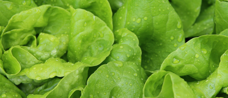 Optimisez votre production de salade avec l'irrigation de précision