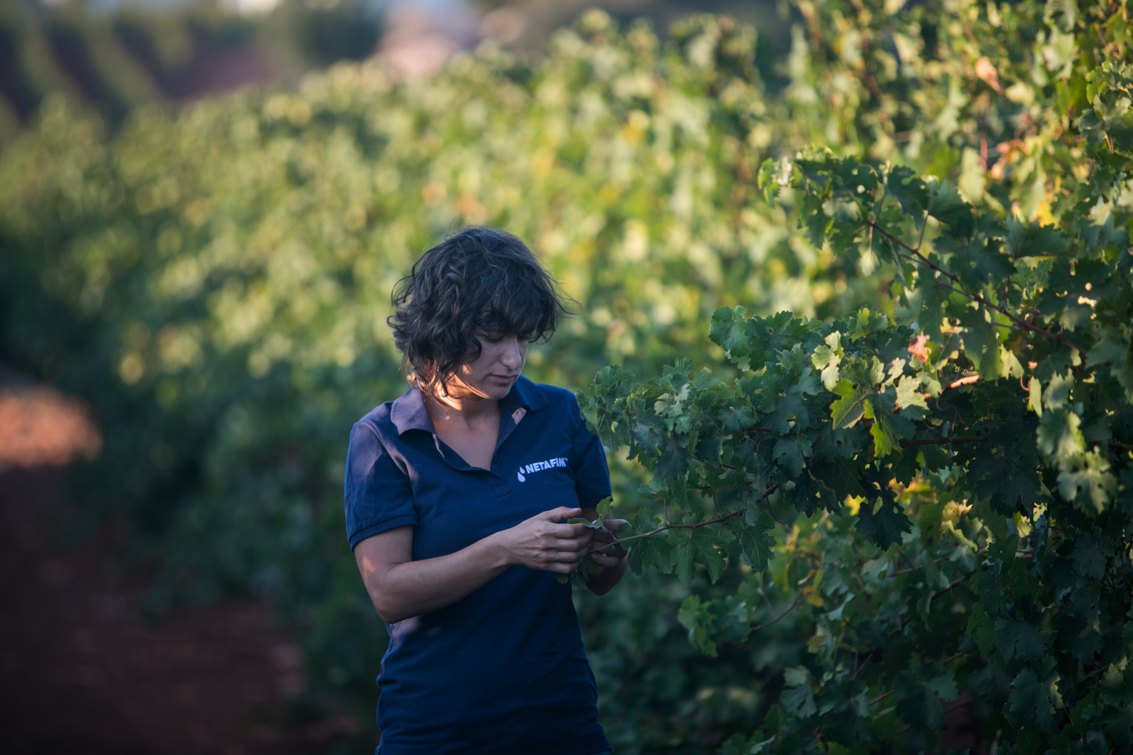 Innovation venant des agriculteurs, pour les agriculteurs