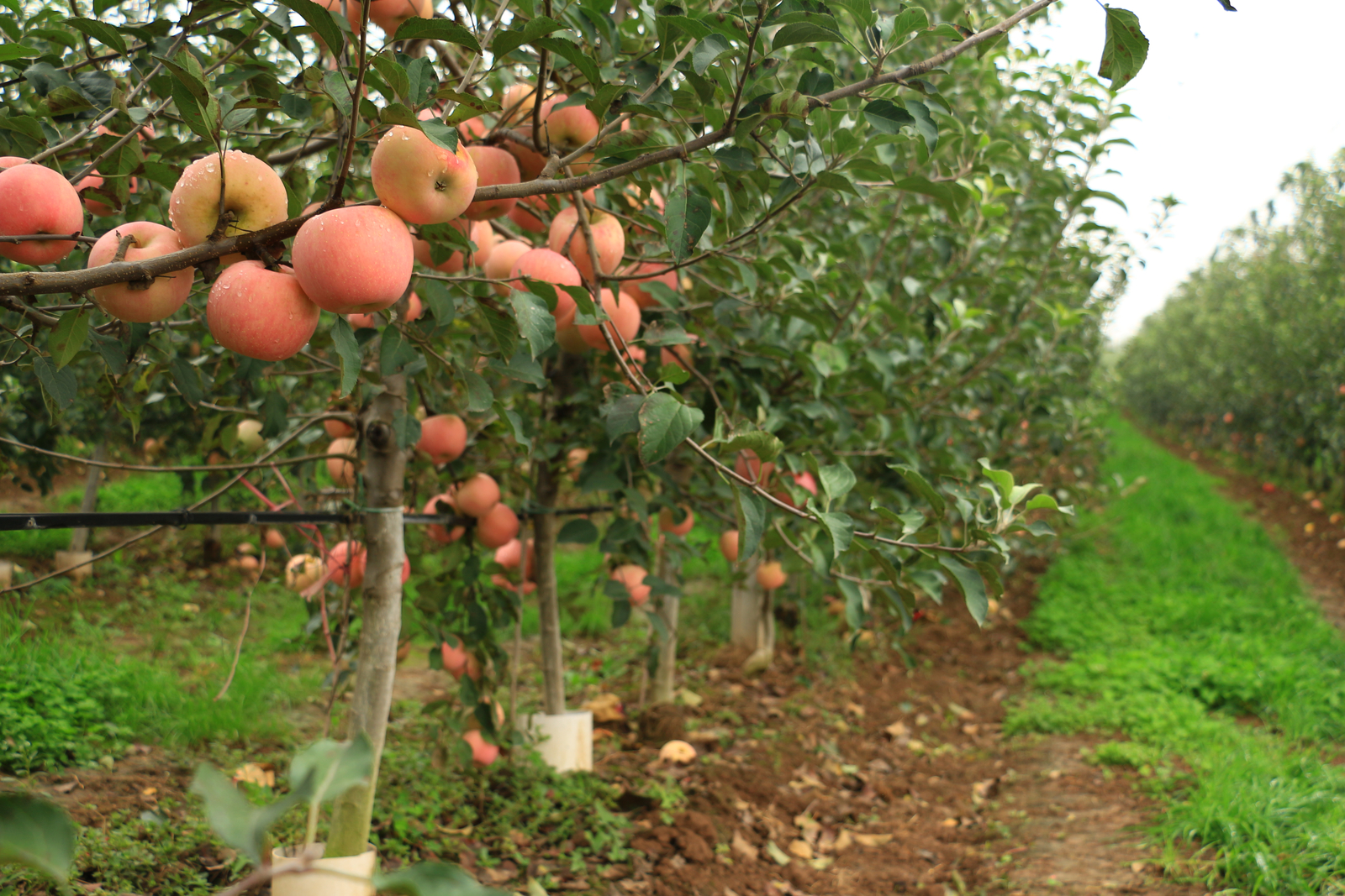 Irrigation goutte à goutte pour les pommes