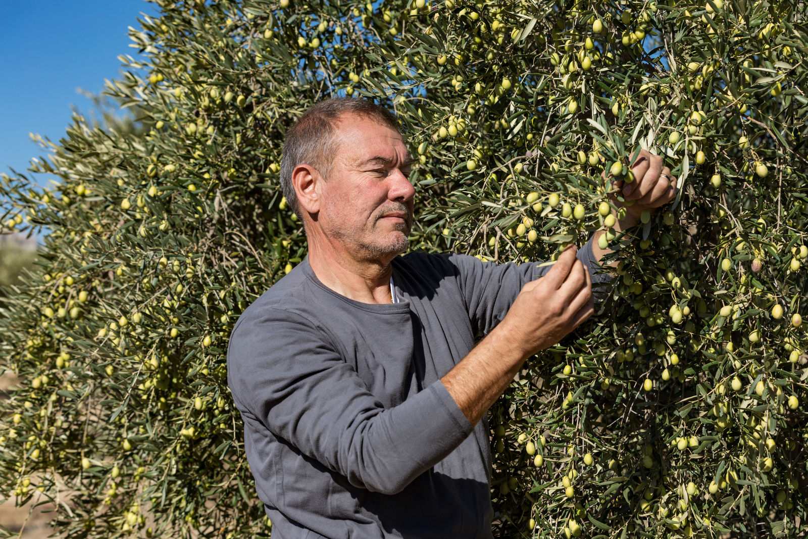 Innovation venant des agriculteurs, pour les agriculteurs