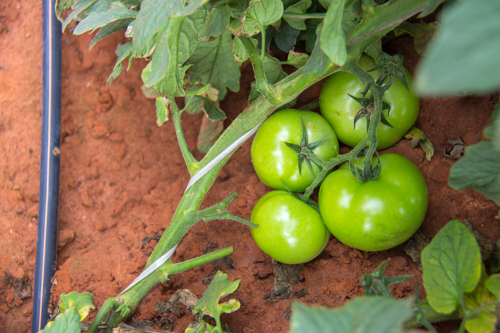 Fertirrigation de précision: De meilleures récoltes, à chaque fois