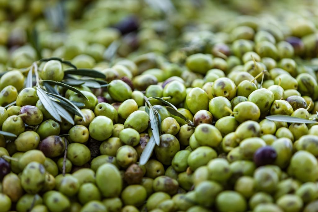 Récolte d'olives irriguées en goutte à goutte