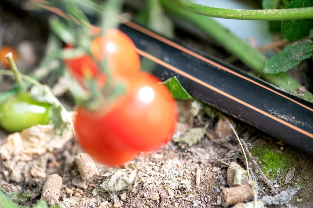 Système de goutte à goutte pour des tomates sous serre