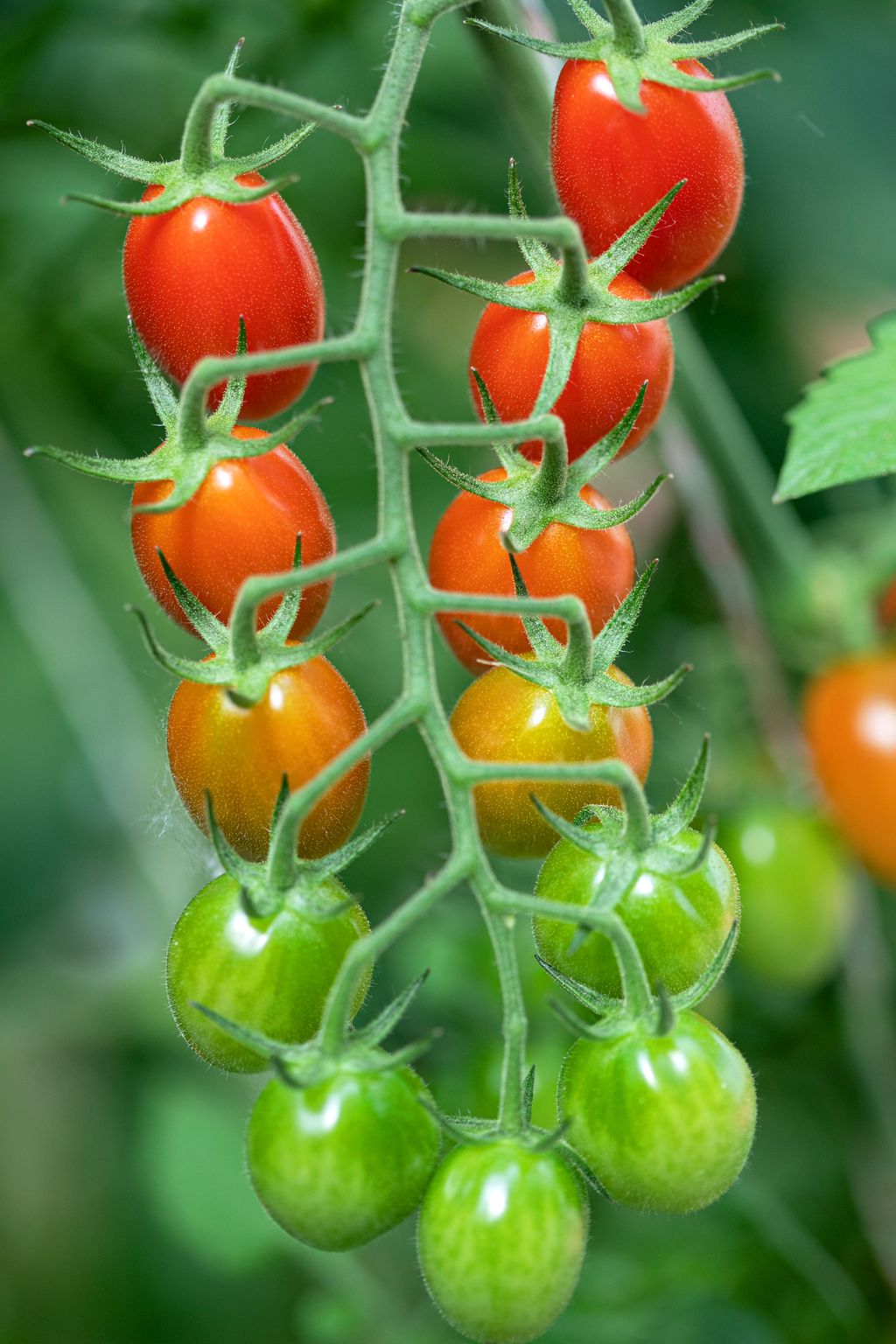 Grappe de tomates sous serre bios