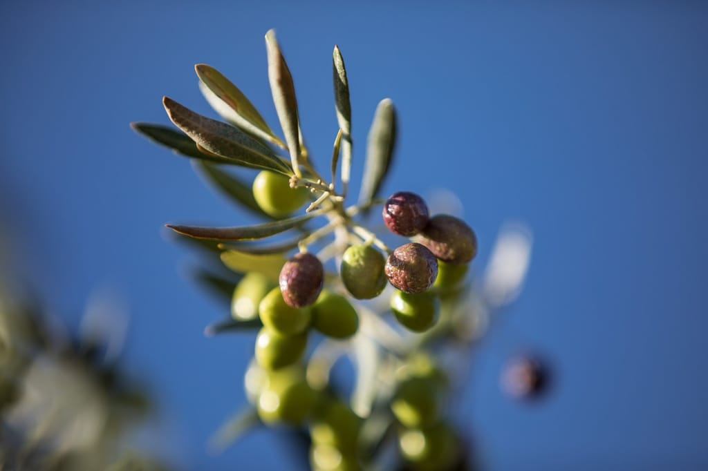 Oléiculture irriguée en goutte à goutte