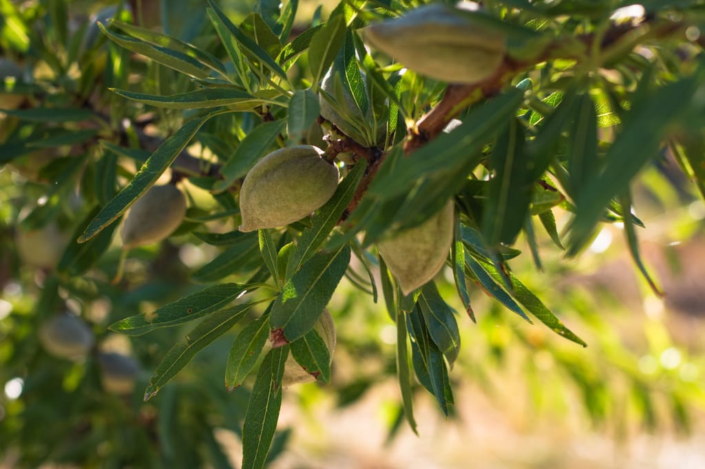Amandes irriguées par goutte à goutte sur l'arbre