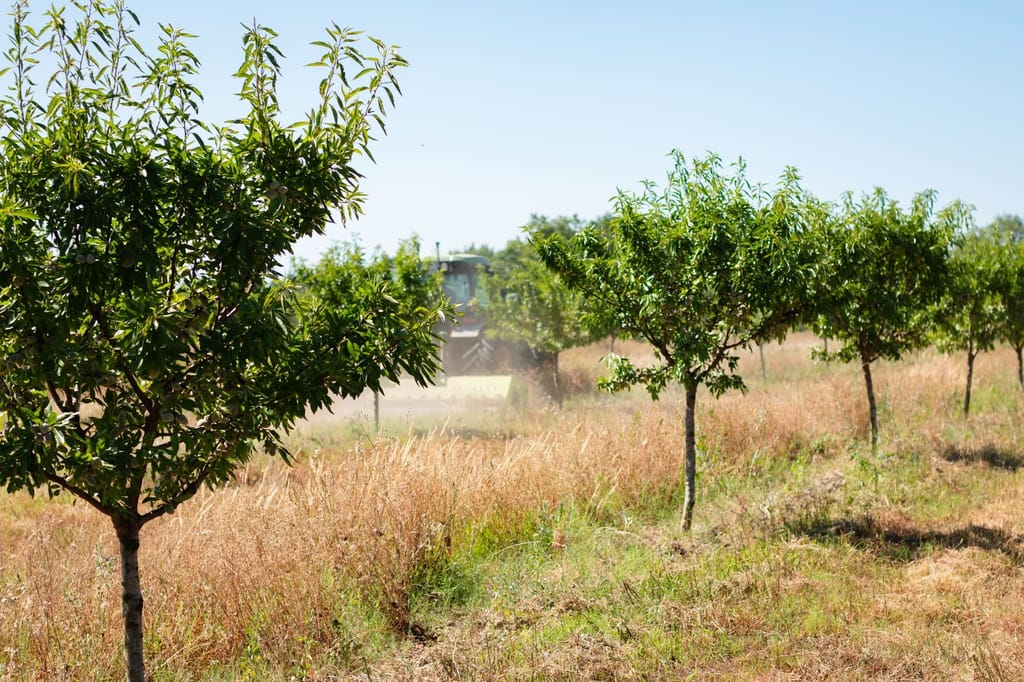 Amanderaie irriguée en goutte à goutte