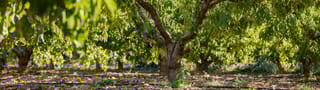  Arboriculture et Viticulture