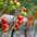 Tomate sous serre