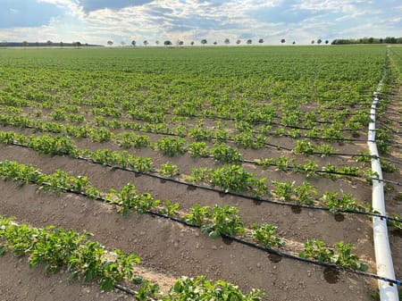 L’irrigation de précision sur pommes de terre, la solution d’avenir