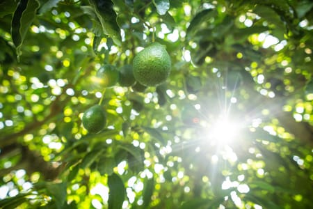 Canicule et agriculture : stress hydrique, stress thermique… pourquoi chaque goutte compte plus que jamais