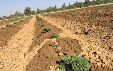 Introduction à l'Irrigation au Goutte à Goutte pour la Culture de la Pomme de Terre