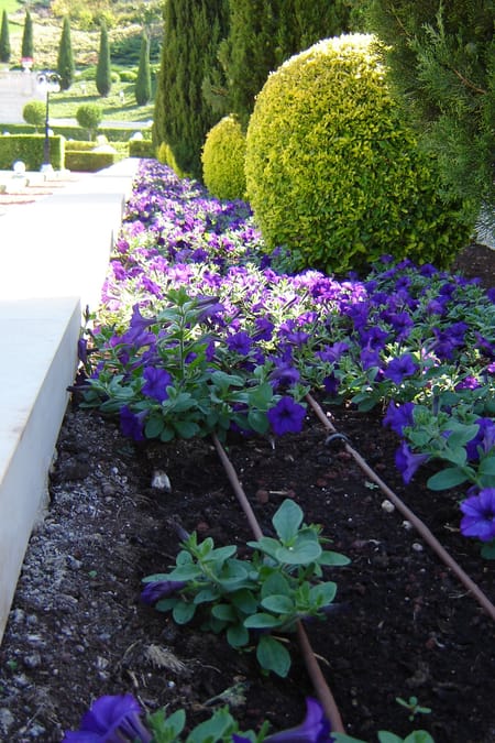 Villes Vertes : Réduire les îlots de chaleur grâce au végétal et à l'irrigation