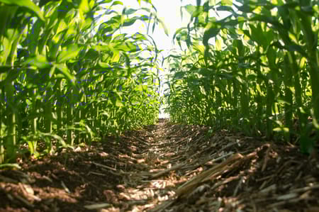 L’adaptation des pratiques d’irrigation face aux nouveaux enjeux climatiques.