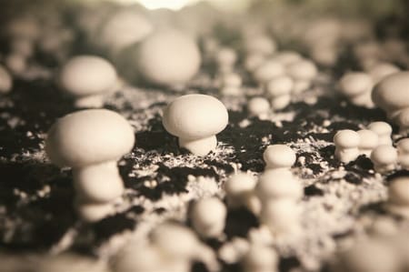 LA CULTURE DU CHAMPIGNON DE PARIS
