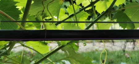 Atteindre ses objectifs de production : L'Irrigation Goutte à Goutte dans les Vignobles.