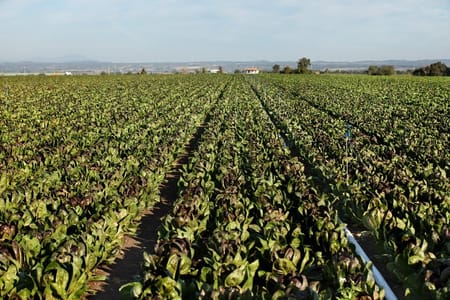 ToDoList pour Maximiser l'Efficacité de Votre Système d'Irrigation par Micro-Aspersion en Maraîchage