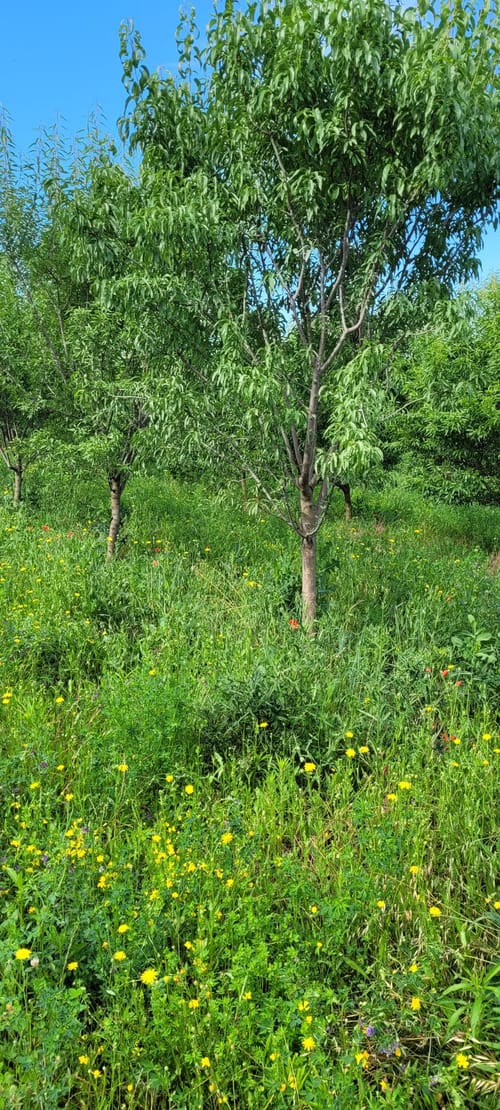 Diversification agriculture avec arboriculture