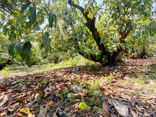 avocatiers pour diversification agricole