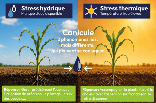 Stress hydrique et stress thermique