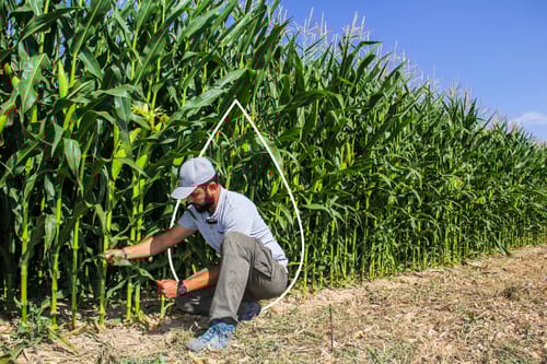 témoignage maïs fertirrigation
