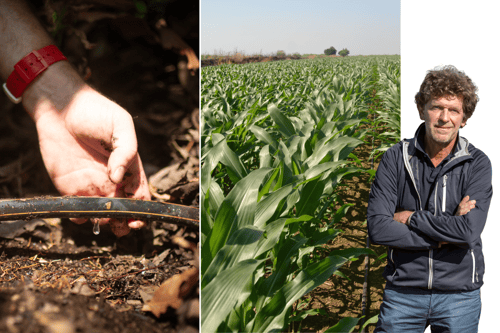 composition d'une photo goutteur, culture maïs et agronome