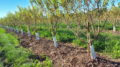 Arboriculture irriguée en goutte à goutte enterré
