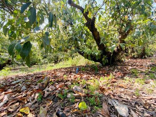 avocatiers pour diversification agricole