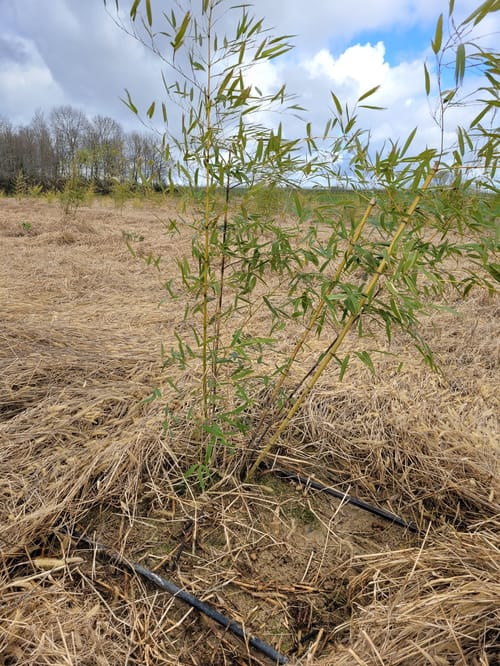 Bambou pour diversification en grandes cultures