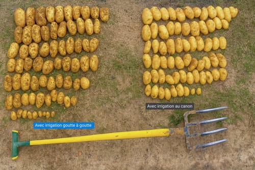 Comparaison de récolte de pomme de terre avec et sans irrigation au goutte à goutte