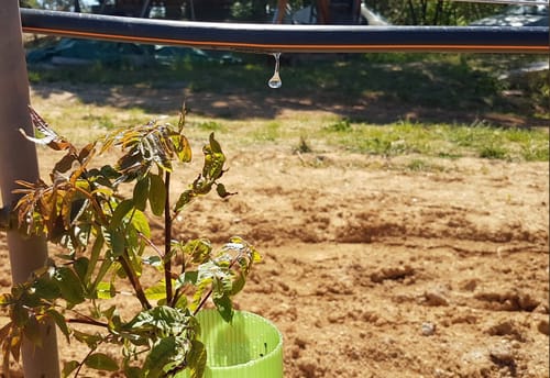 pistache pour diversification agricole