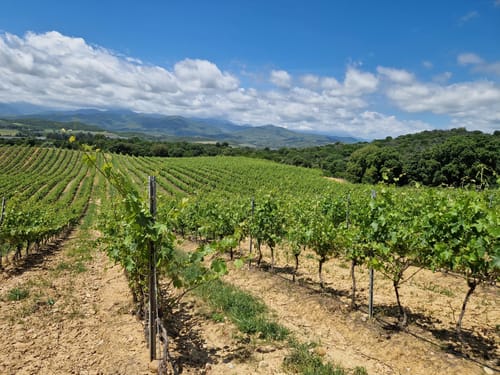 Vignoble lors de la crise viticole