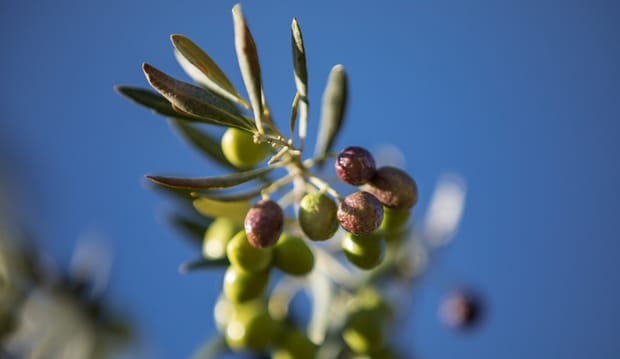 L'irrigation de précision au service d'une huile d'olive bio d'exception