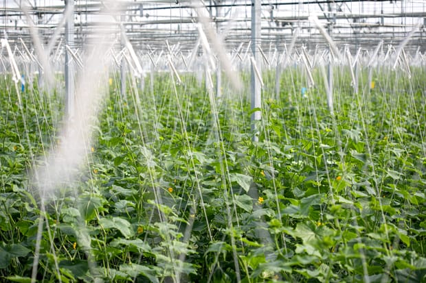 L'irrigation de précision pour les cultures sous serre