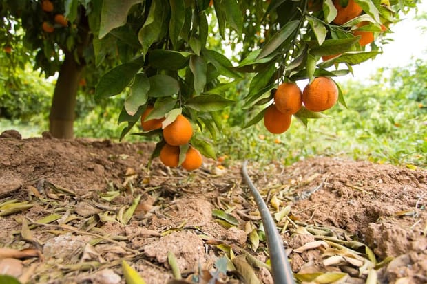 L’arboriculture et l’usage de ferti-irrigation