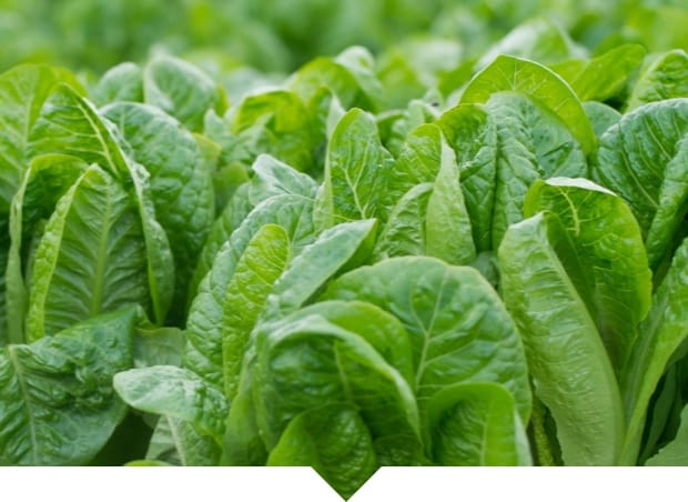 Fertirrigation de précision