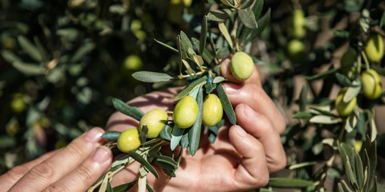 L'irrigation de précision au service d'une huile d'olive bio d'exception