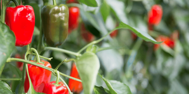 RÉPONDRE À LA DEMANDE AVEC DES POIVRONS DE MEILLEURE QUALITÉ