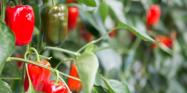 RÉPONDRE À LA DEMANDE AVEC DES POIVRONS DE MEILLEURE QUALITÉ