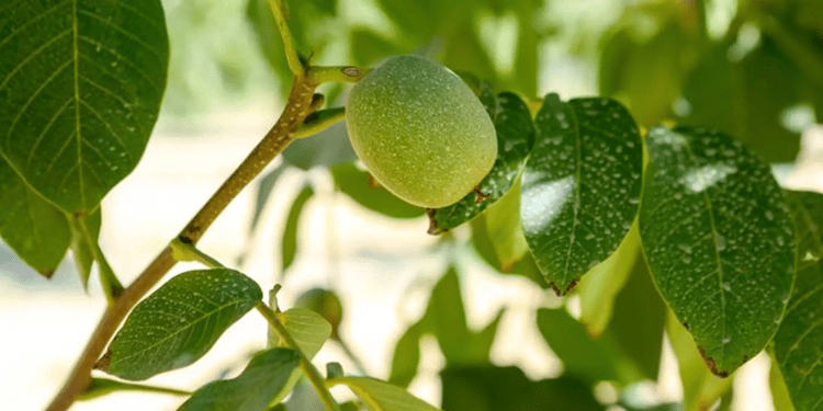 Rendements records et ROI rapide dans les plantations de noyers