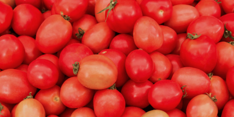 L'irrigation de précision pour les tomates d'industrie
