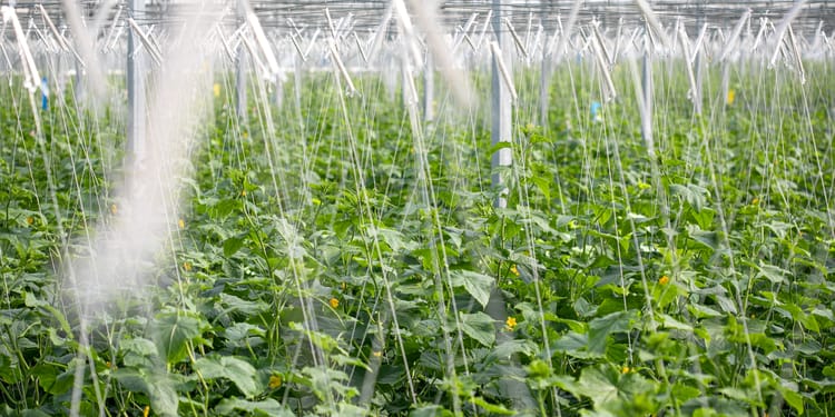 L'irrigation de précision pour les cultures sous serre