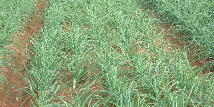 ÉLIMINER LES MALADIES AVEC UNE IRRIGATION DE PRÉCISION