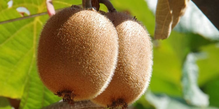 Récoltez les meilleurs kiwis avec l’irrigation de précision 