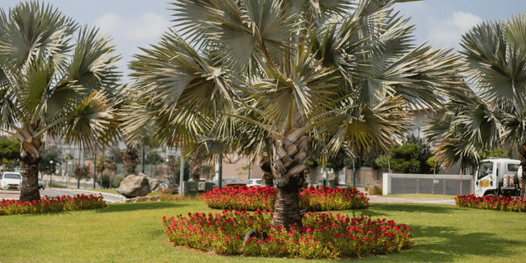 Arrosage des arbres d’ornements