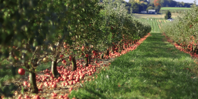Optimisez votre production de pommes avec l'irrigation de précision