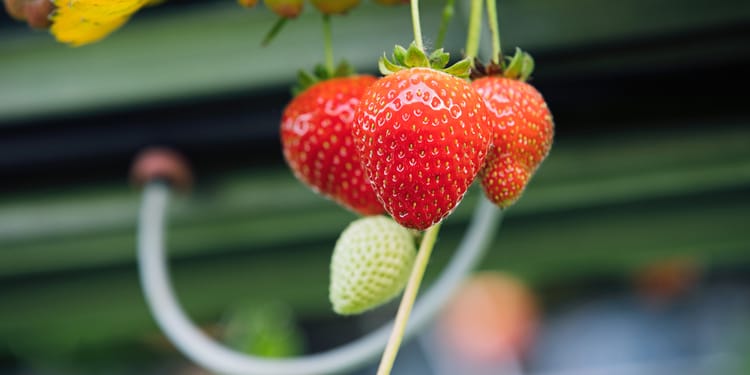 Nos solutions d'irrigation pour vos plants de fraises