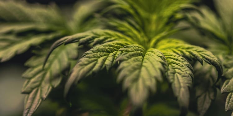 L'irrigation de précision et la fertirrigation pour le chanvre médical