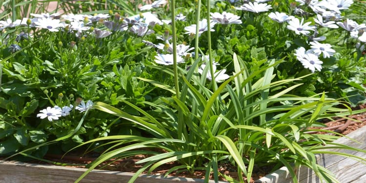 Bacs et jardinières